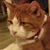 Catherine Tamasik's profile image