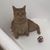 Elizabeth Sutton's profile image