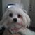 Nancy Langley Amandelaro's profile image