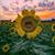 Karen Breiwick's profile image