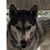 Irma Reyes Sauceda's profile image