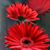 Shelley Khan's profile image