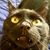 Sarah Hasbrouck's profile image