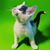 Jeramy Duane Duncan's profile image