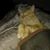 Sue Friar's profile image