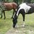 Carol Davis's profile image