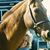 Shelley Frisch's profile image