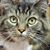 Steve Toni Tansey's profile image