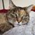 Gretchen Troyer's profile image