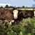Clagg Cattle's profile image