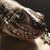 Gena Lescault's profile image