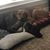 Cheryl Quibell-Wright's profile image