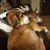 Debra Lorenzen's profile image