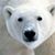 IceBear Schroeder's profile image