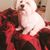 Ameela Nandalall's profile image