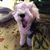 Pamela A. Cushman's profile image