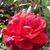 Dolly Daria's profile image
