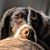Davor Engel's profile image