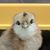 John Schiaparelli's profile image