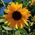 Sharon Gail VanMeter's profile image