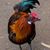 Scott Greninger's profile image