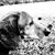 Savannah M. Whaley's profile image
