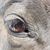 Suzi Muhl-Kuhner's profile image