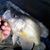 John Bearden's profile image