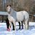 Debbie Roys Ober's profile image