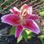 Sheila Bielecki's profile image