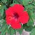Tammi Pritchard Bodenhamer's profile image