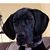 Beau Roesler's profile image