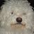 Geary Pellegrini's profile image