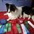 Phyllis Belew's profile image