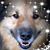 Robin Pechota Nardello's profile image
