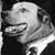 Lauren Henry's profile image