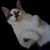 Lorraine Chapman's profile image