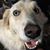 Linda Pippin's profile image