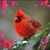 Mary Hardee Wolfe's profile image