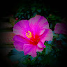 Vibhu C.'s profile image