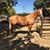 Joy Hoar's profile image