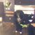 Tyree WestphillyTy Garrison-Grissom's profile image