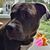 Alexis Picchione's profile image