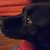 Carol Robb Rohde's profile image