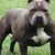 Domingo Olivares's profile image