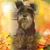 Judy Mckenzie's profile image