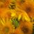 Dawn Amber Theofield's profile image