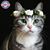Shirlie Myott's profile image