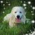 Gina Parducci Jarrell's profile image
