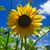 Teresa Salyer's profile image